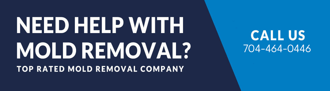 Need Help With Mold Removal?